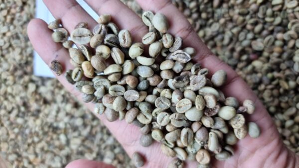 Indonesian Green Beans - Image 2