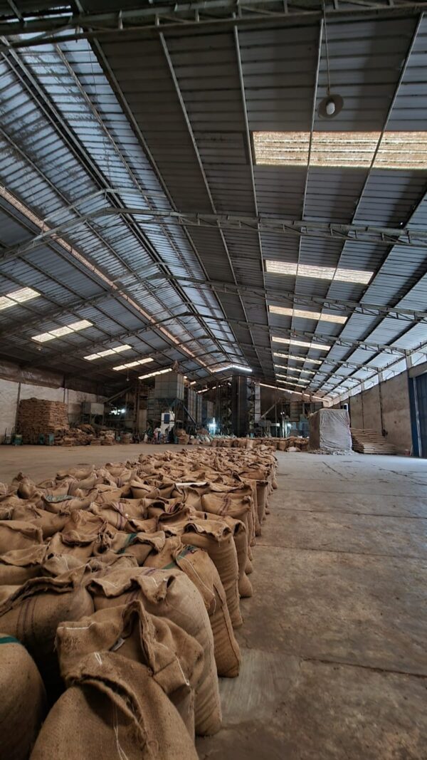 Indonesian Green Beans - Image 3